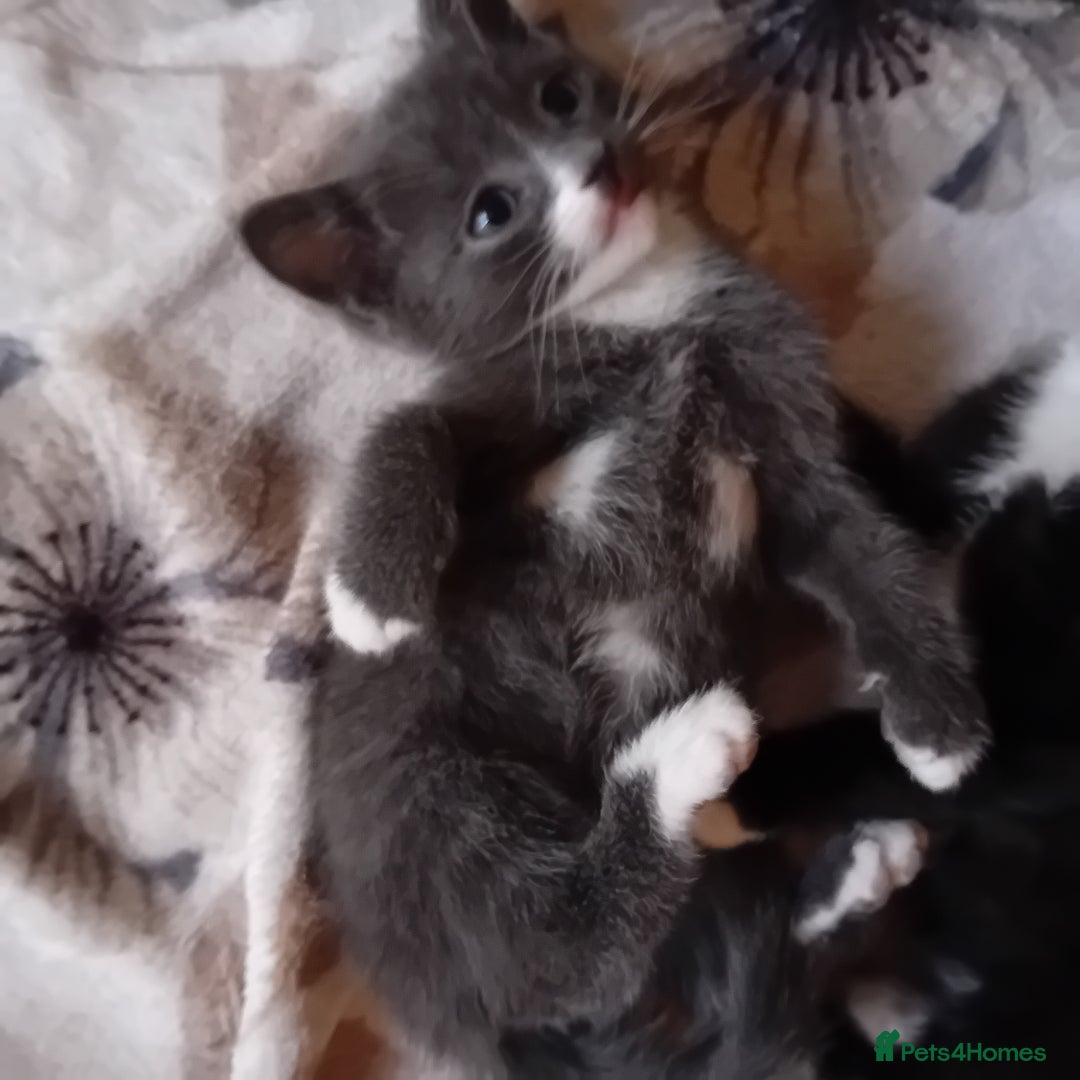 Mixed Breed cats for sale: 3 beautiful kittens looking for their forever home - Image 1