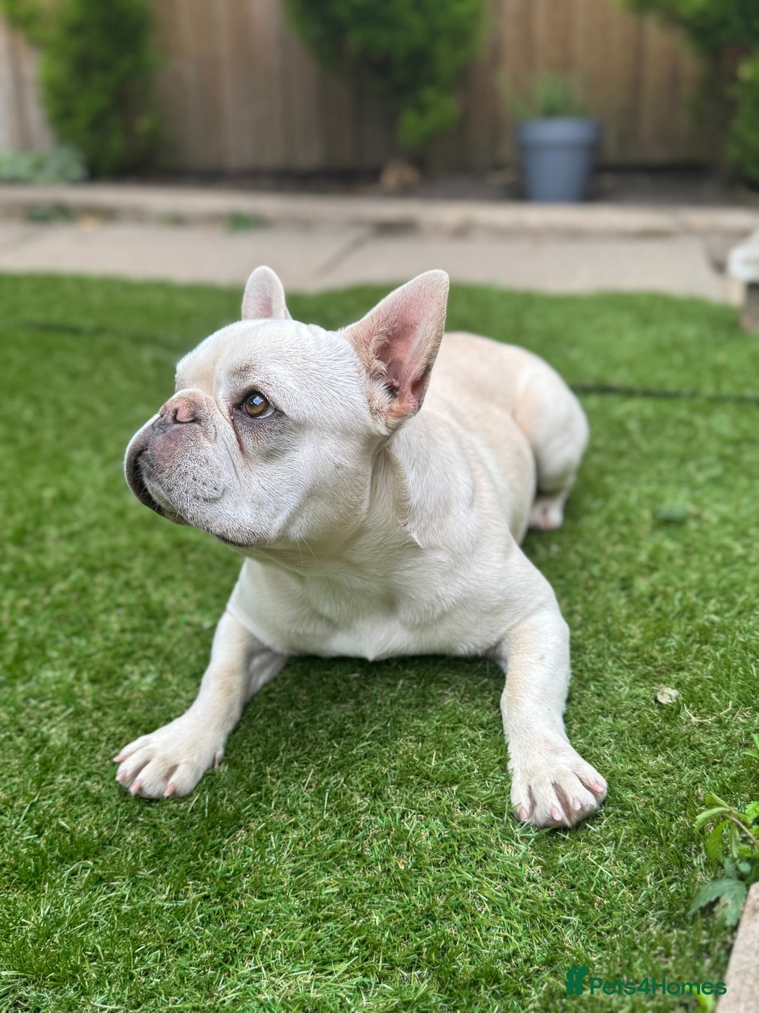 French Bulldog dogs for sale: French bulldog platinum female in Romford - Image 6