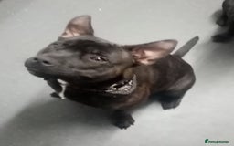 Staffordshire Bull Terrier dogs for sale: 8 Month Old Staffy Puppies - Advert 3