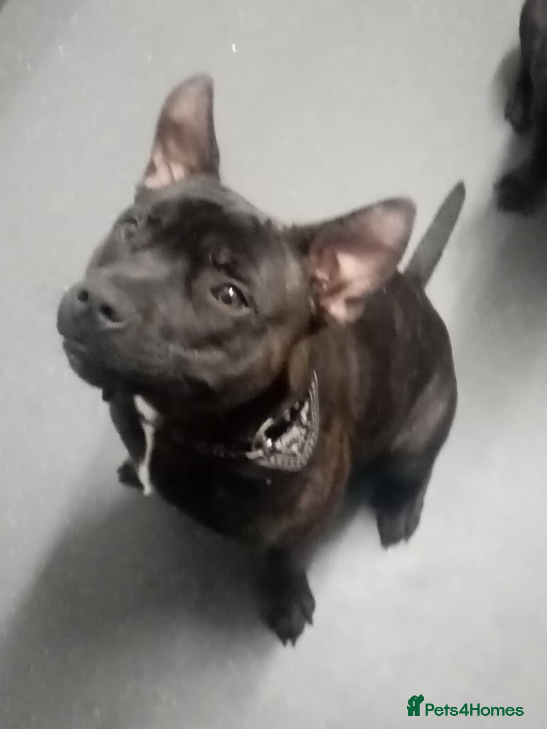 Staffordshire Bull Terrier dogs for sale: 8 Month Old Staffy Puppies - Advert 3