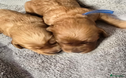 Cockapoo dogs for sale: Champion Line 🏆 F1 Miniature Cockapoo Puppies  - Image 8