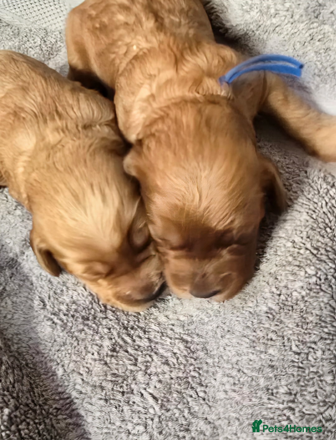 Cockapoo dogs for sale: Champion Line 🏆 F1 Miniature Cockapoo Puppies  - Image 8