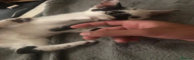 Your kitten