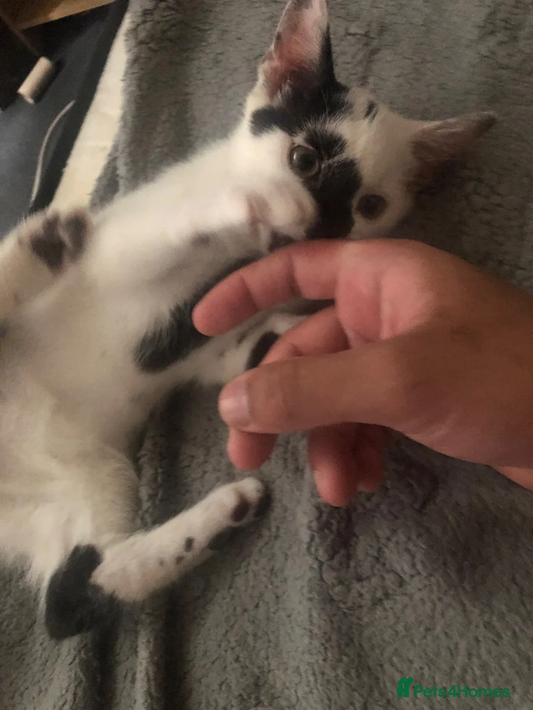 Mixed Breed cats for sale: Cute playful boy Kitten - Advert 13