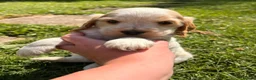 Cocker Spaniel dogs for sale: 🧡🤍 KC REG Show cocker Spaniel puppies for sale - Advert 3