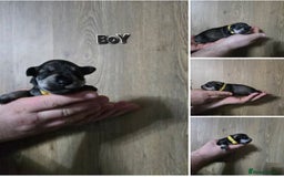 Miniature Schnauzer dogs for sale: 3 puppys left -KC - Miniature Schnauzer Puppies - Image 8