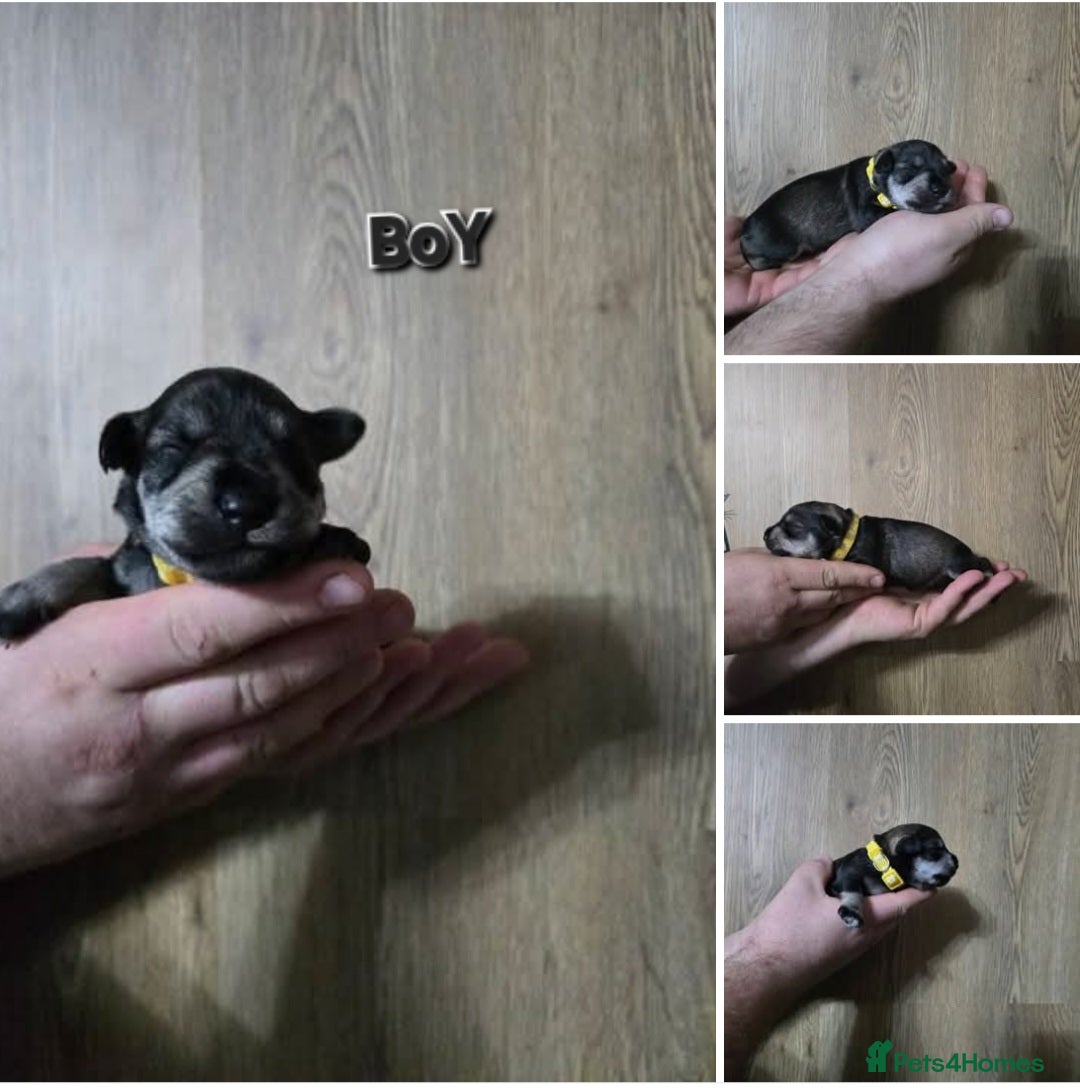 Miniature Schnauzer dogs for sale: 3 puppys left -KC - Miniature Schnauzer Puppies - Image 8