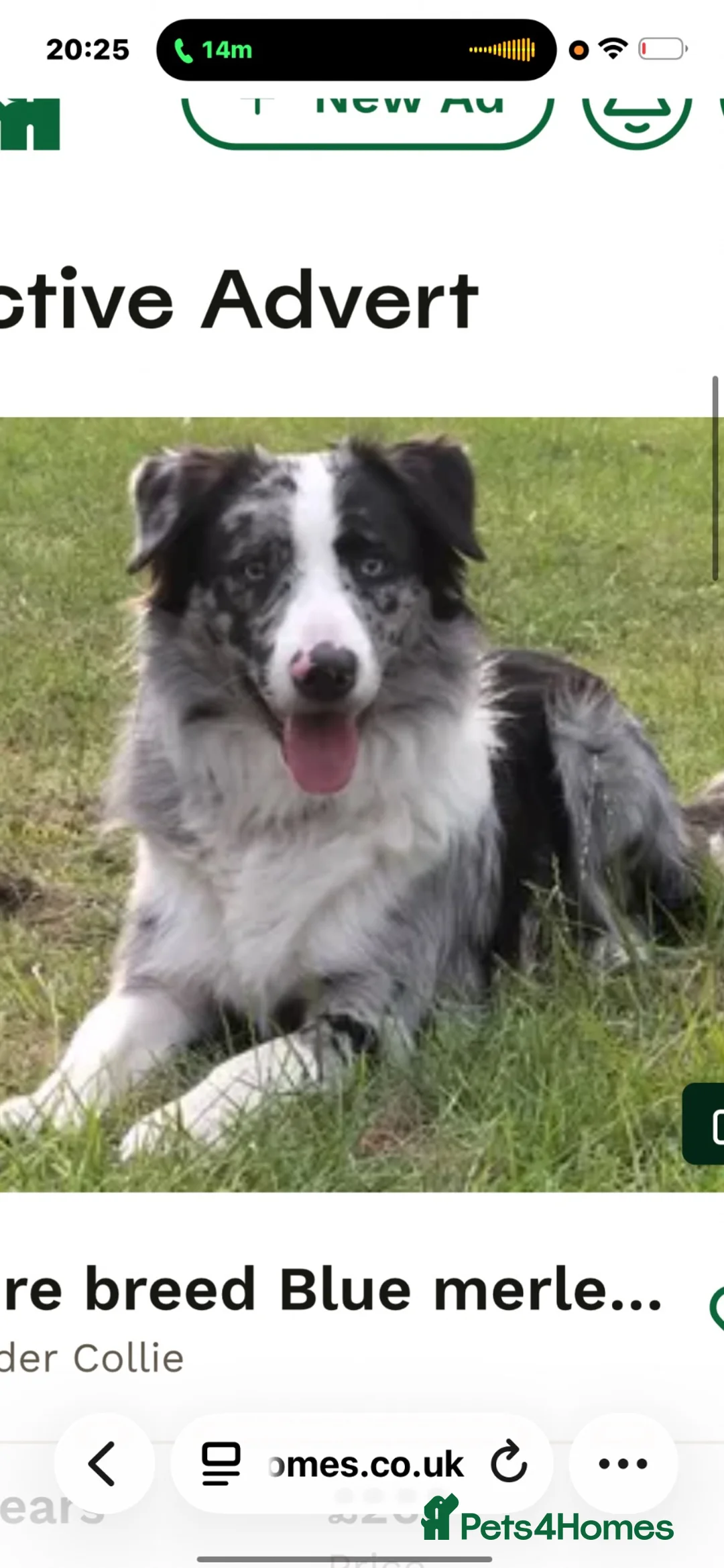 Border Collie dogs for sale:  Long coated pure bred collie puppies blue merles  - Advert 13