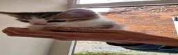 Domestic Shorthair cats for sale: Kittens £10 - Advert 6