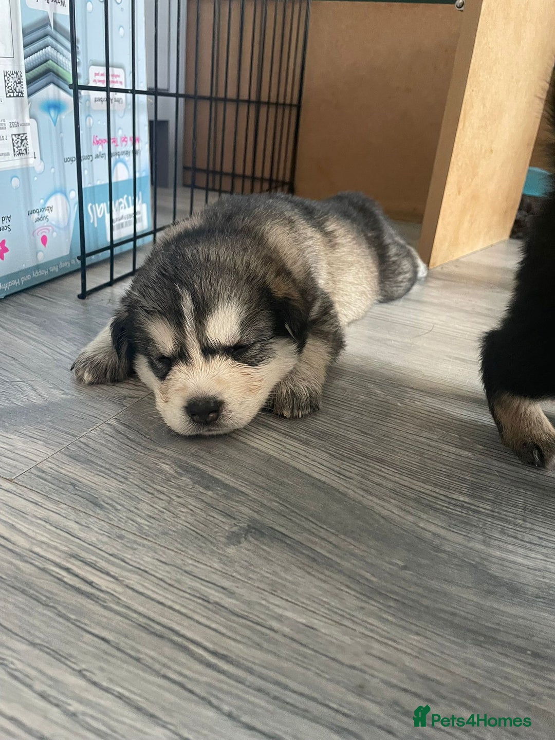 Siberian Husky dogs for stud: Proven Siberian Husky for Stud Blue Eyes in Cheltenham - Image 23