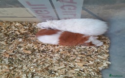 Guinea Pig rodents for sale: Pure bred Teddy babies A pair of boys and 1 girl. - Advert 3