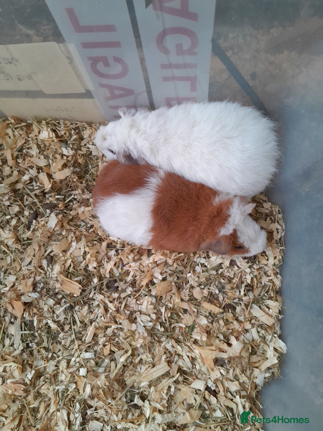 Guinea Pig rodents for sale: Pure bred Teddy babies A pair of boys and 1 girl. - Advert 3