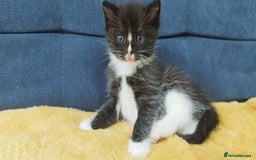 Ragdoll cats for sale: Half Ragdoll -one black boy - Image 17
