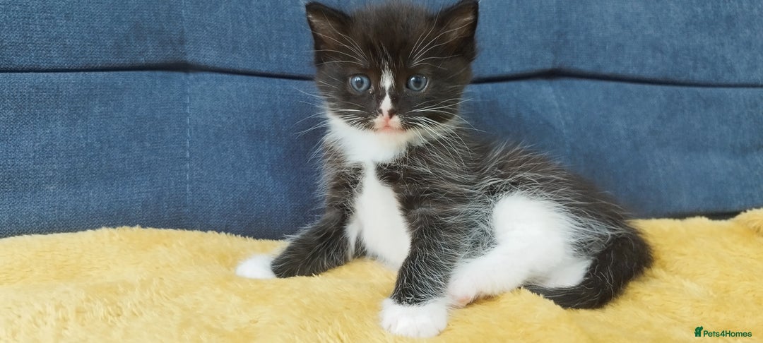 Ragdoll cats for sale: Half Ragdoll -one black boy - Image 17