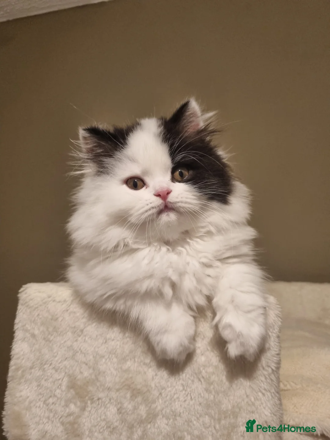 British Shorthair cats for sale: World class British Shorthair & Longhair kittens - Advert 13