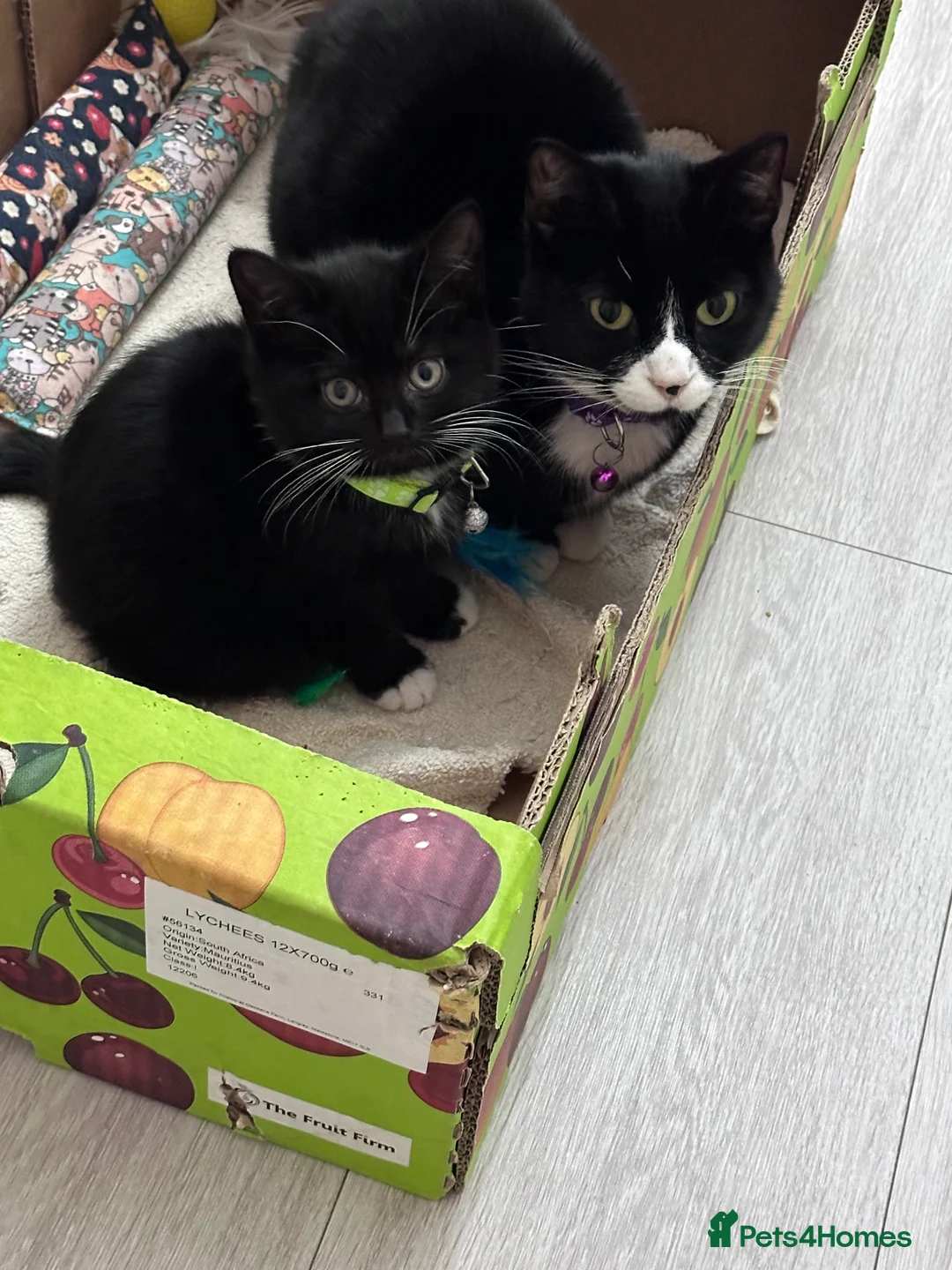 British Shorthair cats for sale: Adorable  - Advert 1