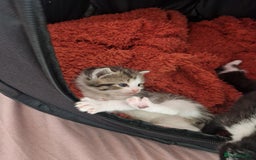 British Shorthair cats for sale: Six Gorgeous Kittens Available From Next Week - Image 12