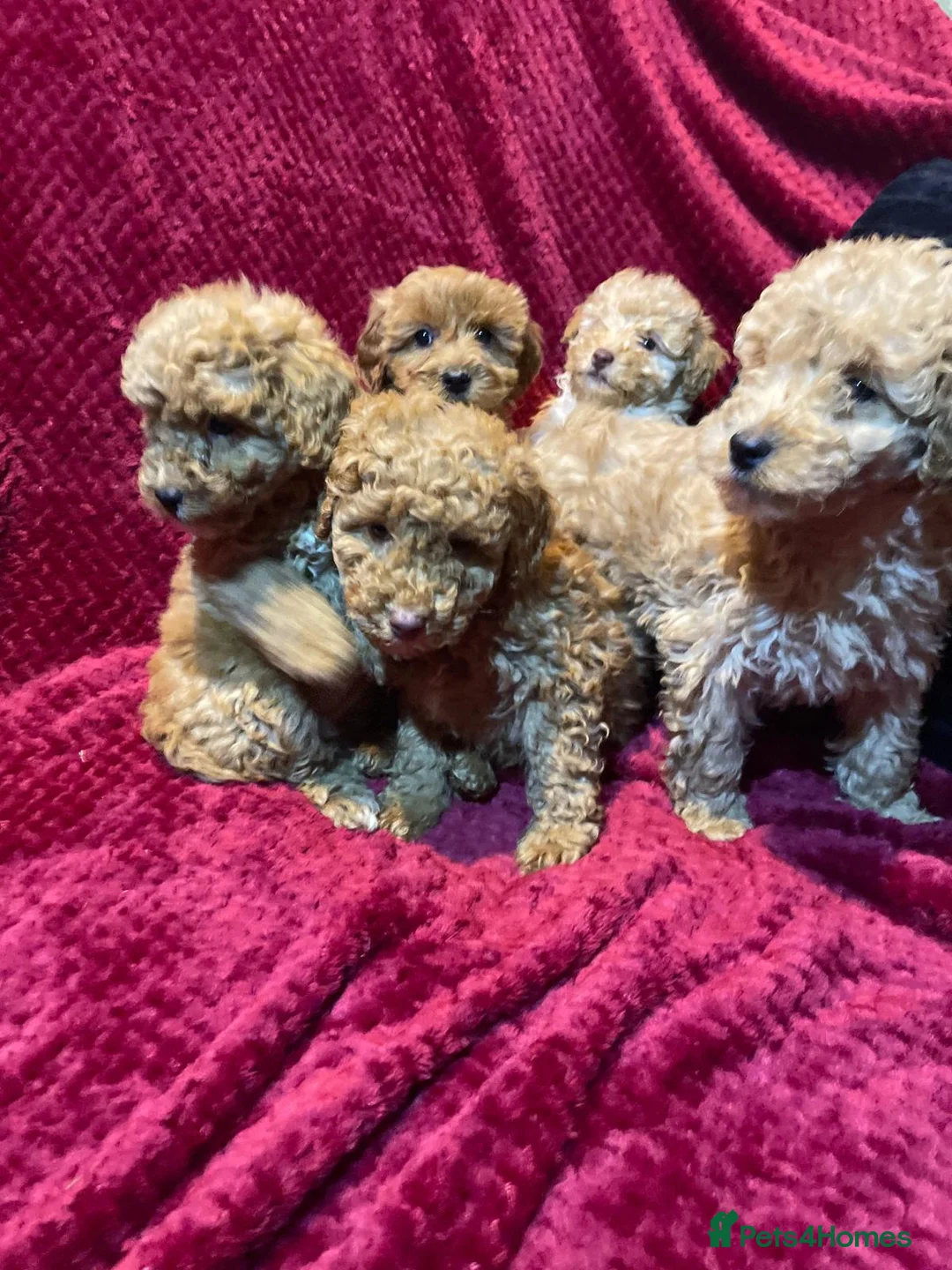 Cavapoo dogs for sale: Cavapoo puppies  - Advert 1