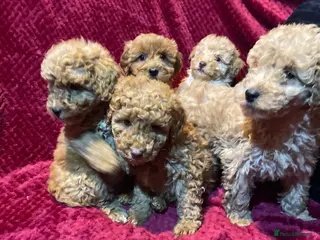 Cavapoo dogs Cavapoo puppies - Advert 1