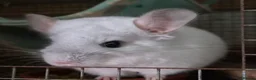 Chinchilla rodents for sale: White diamond male chinchilla  - Advert 3