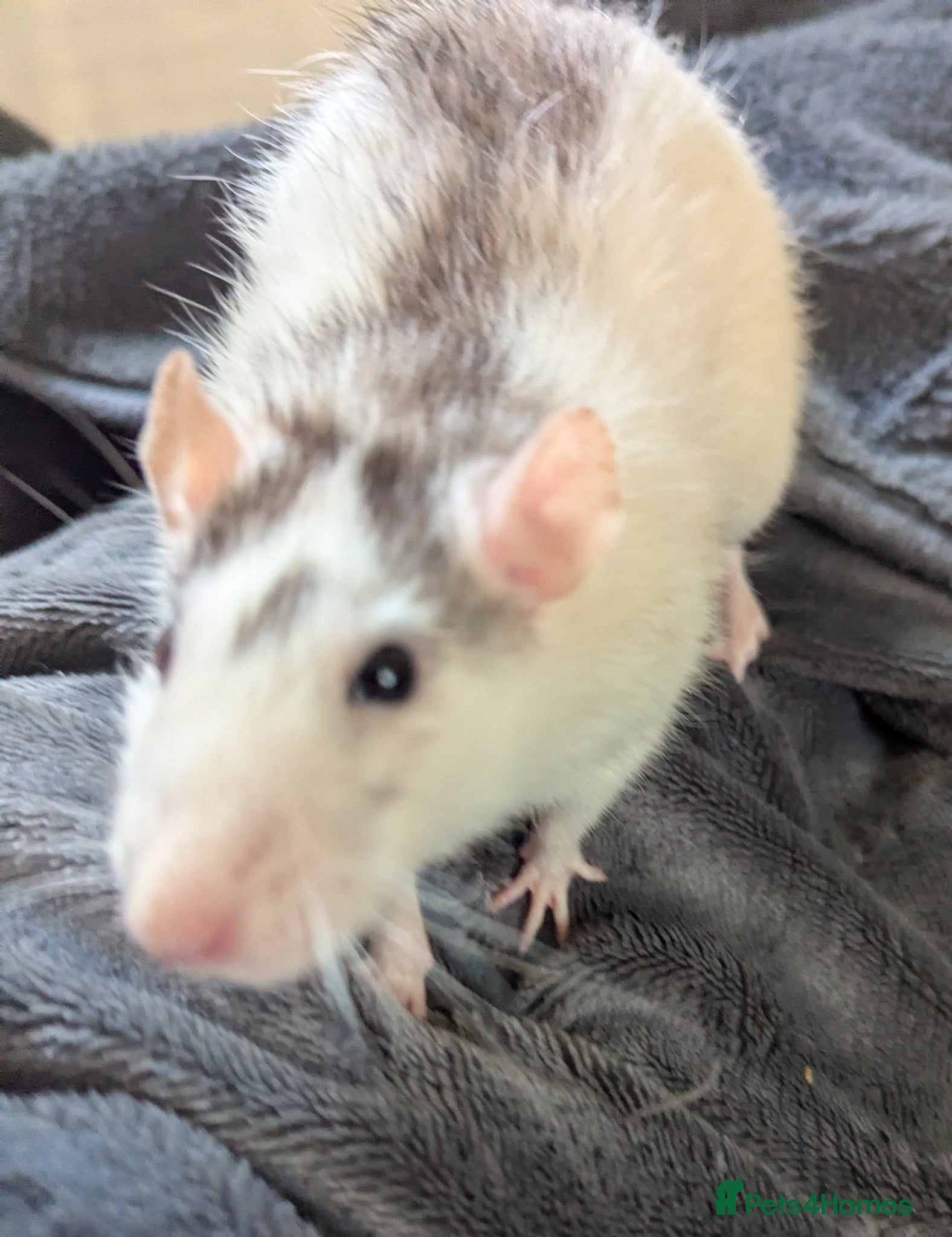 Rat rodents Female Rat Free to Good Home - Advert 2