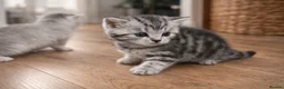 British Shorthair cats for sale: GCCF BSH silver tabby and silver chinchilla girls - Advert 19