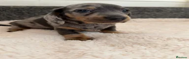 Dachshund 4