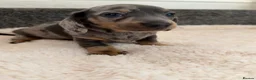 Dachshund dogs for sale: DACHSHUND PUPPIES FOR SALE - Advert 9