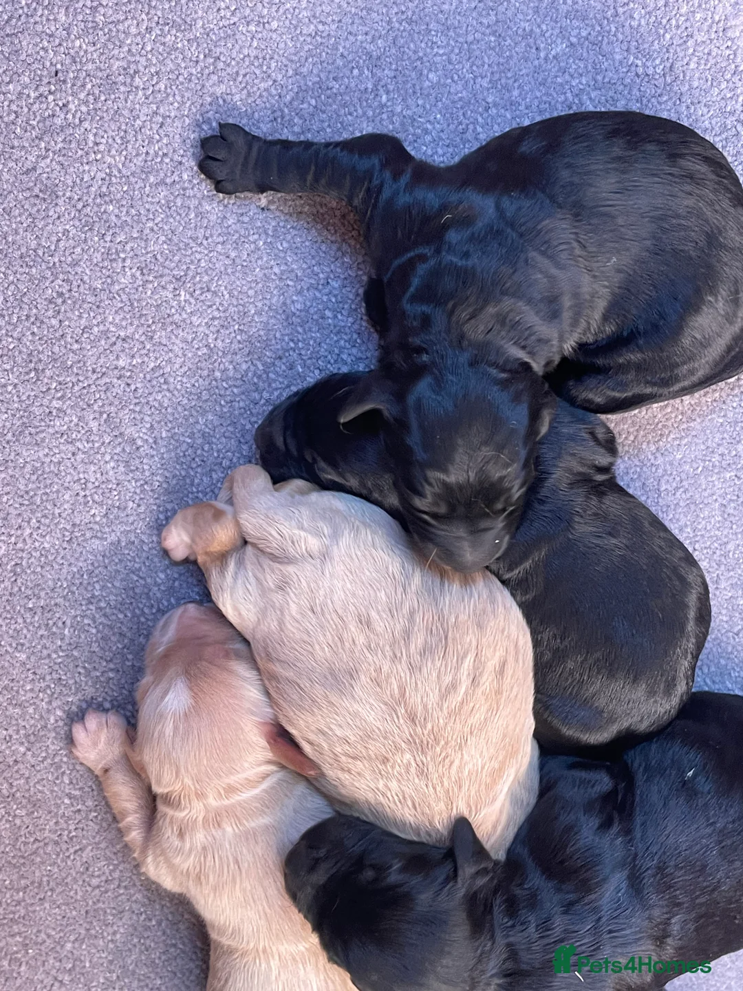 Mini Goldendoodle dogs for sale: 7 beautiful mini golden doodle babies  - Advert 4