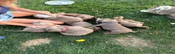Olde English Bulldogge dogs for sale:  Olde English Bulldog Puppies L - Advert 11