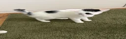 Mixed Breed cats for sale: Kittens  - Advert 11