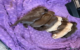Mixed Breed dogs for sale: Beautiful Cocker Sproodles Puppies!  - Image 7