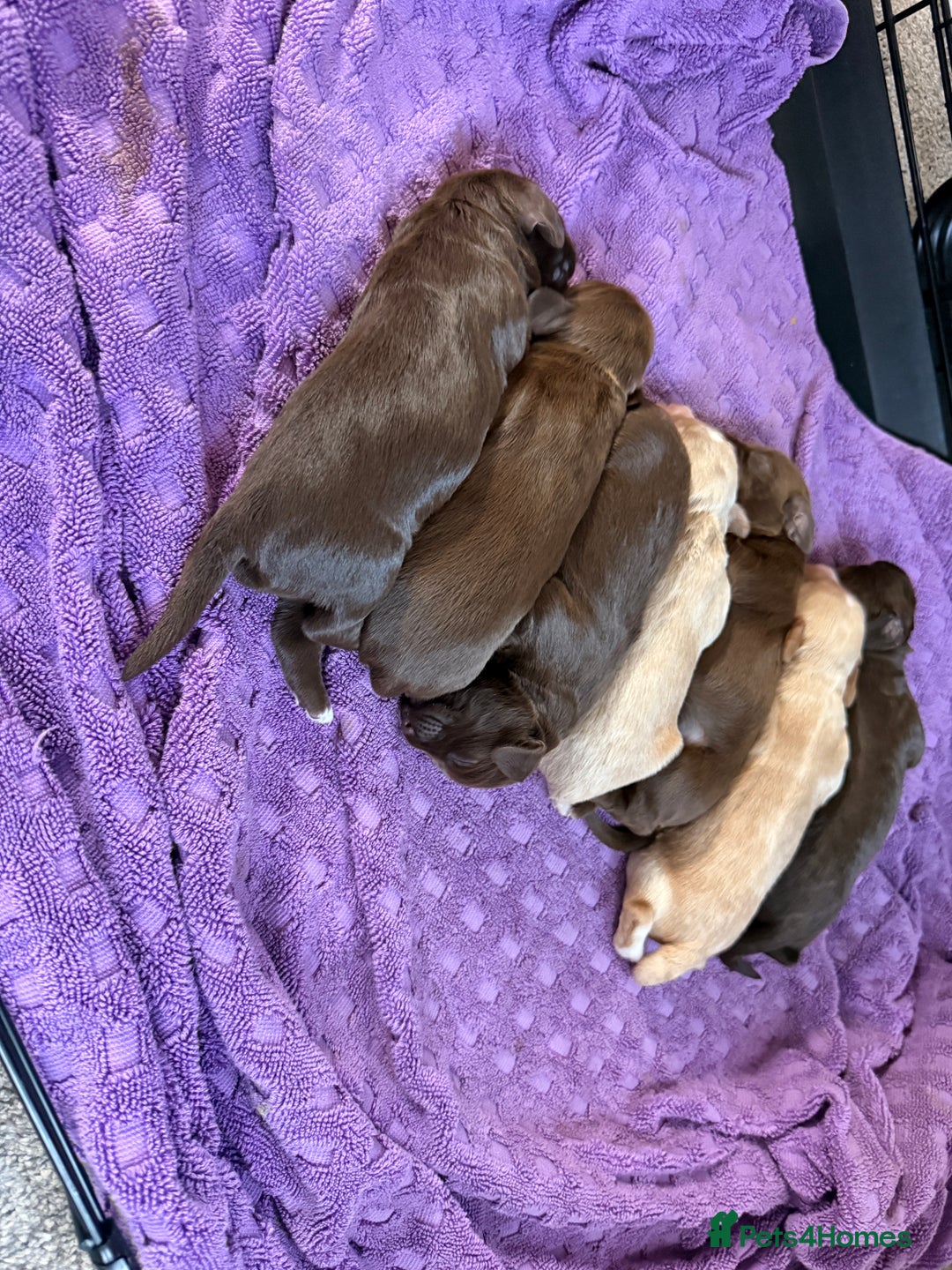 Mixed Breed dogs for sale: Beautiful Cocker Sproodles Puppies!  - Image 7