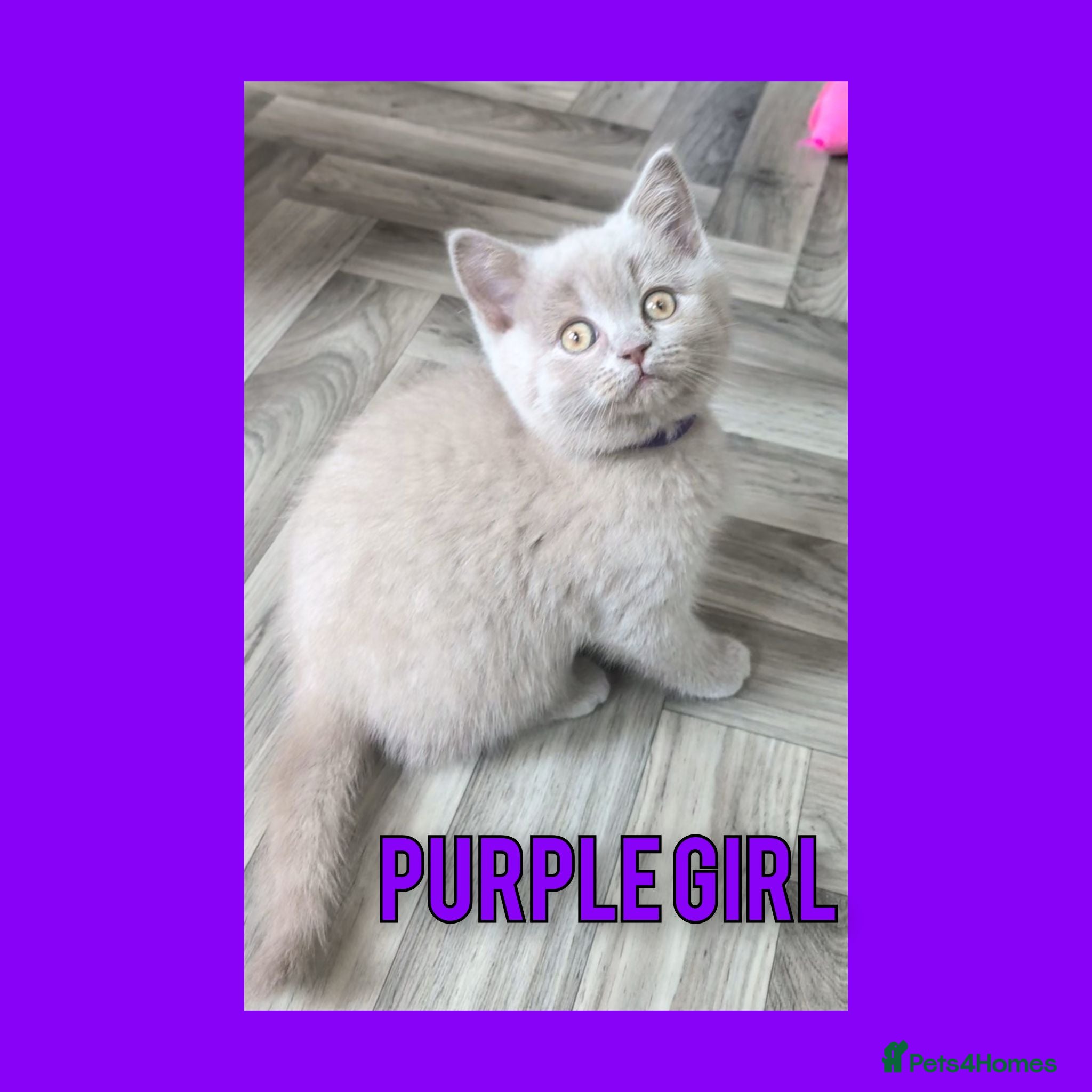 British Shorthair cats Stunning Lilac British Shorthair Kittens For Sale - Advert 2