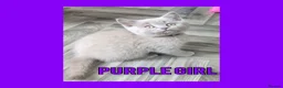 British Shorthair cats for sale: Stunning Lilac British Shorthair Kittens For Sale - Advert 30