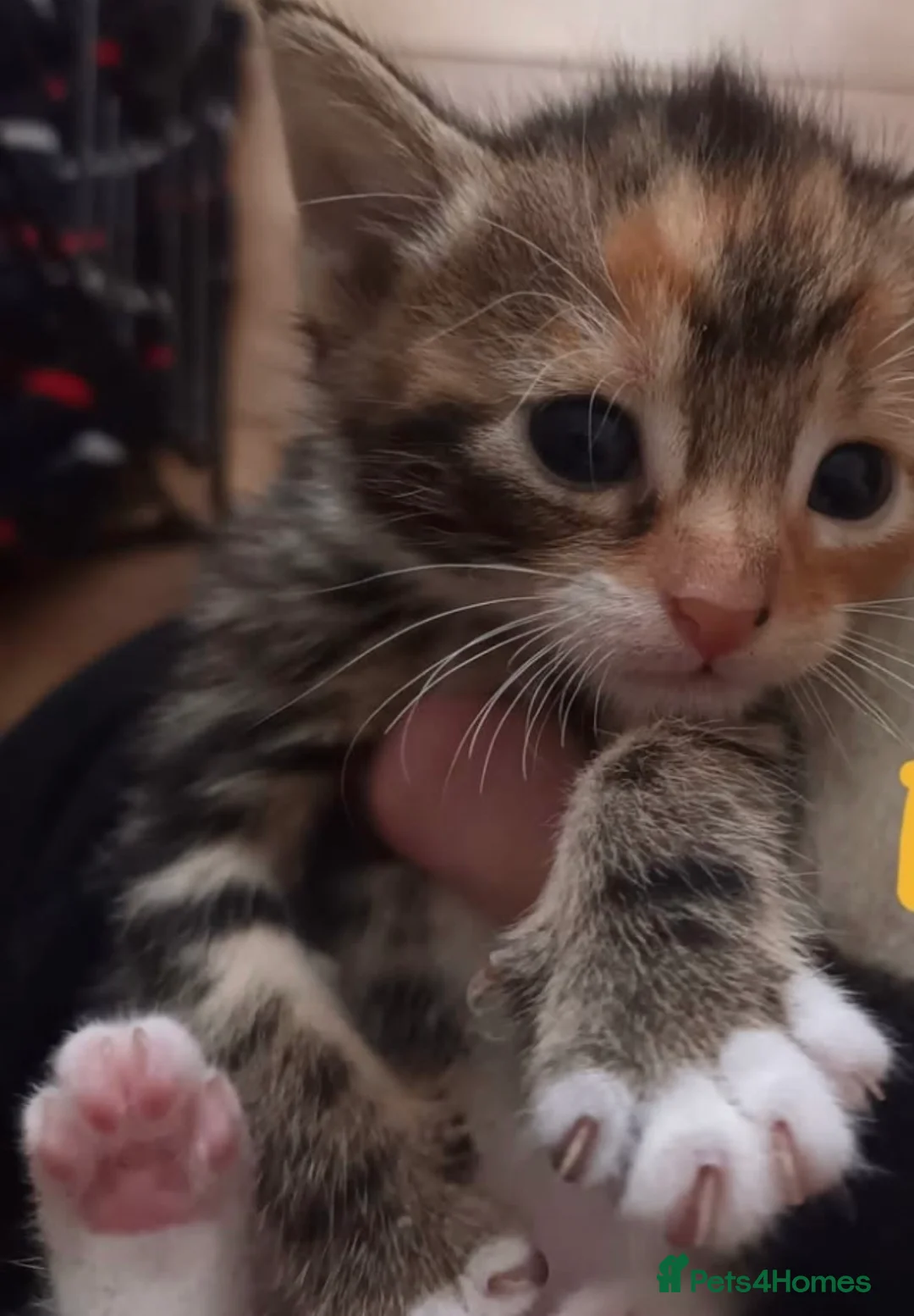 Mixed Breed cats for sale: Stunning litter of kittens  in Liverpool - Advert 7