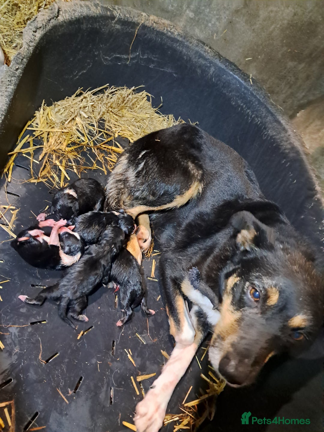 Mixed Breed dogs for sale: Kelpie x collie puppies  - Advert 2