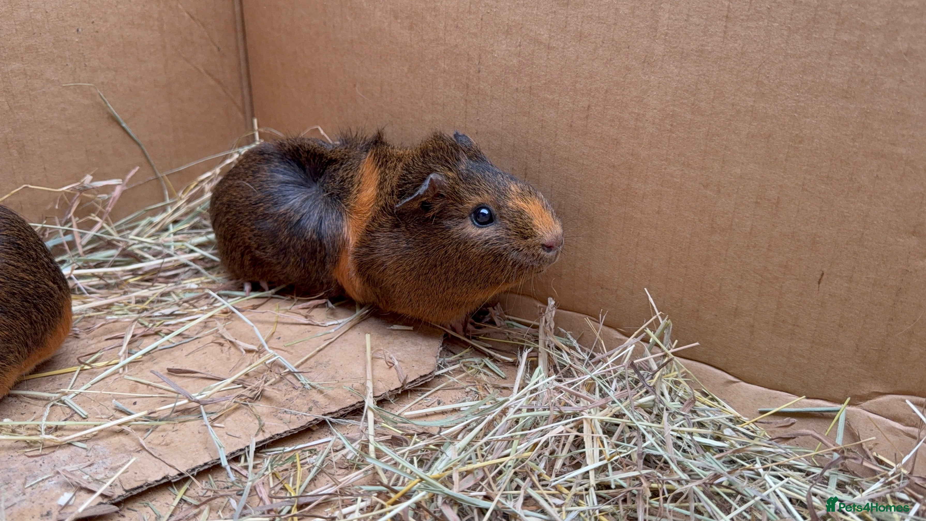 Guinea Pig rodents  sow guinea pigs  - Advert 8