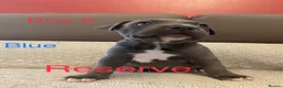 Staffordshire Bull Terrier dogs for sale: Very nice puppy  - Advert 11