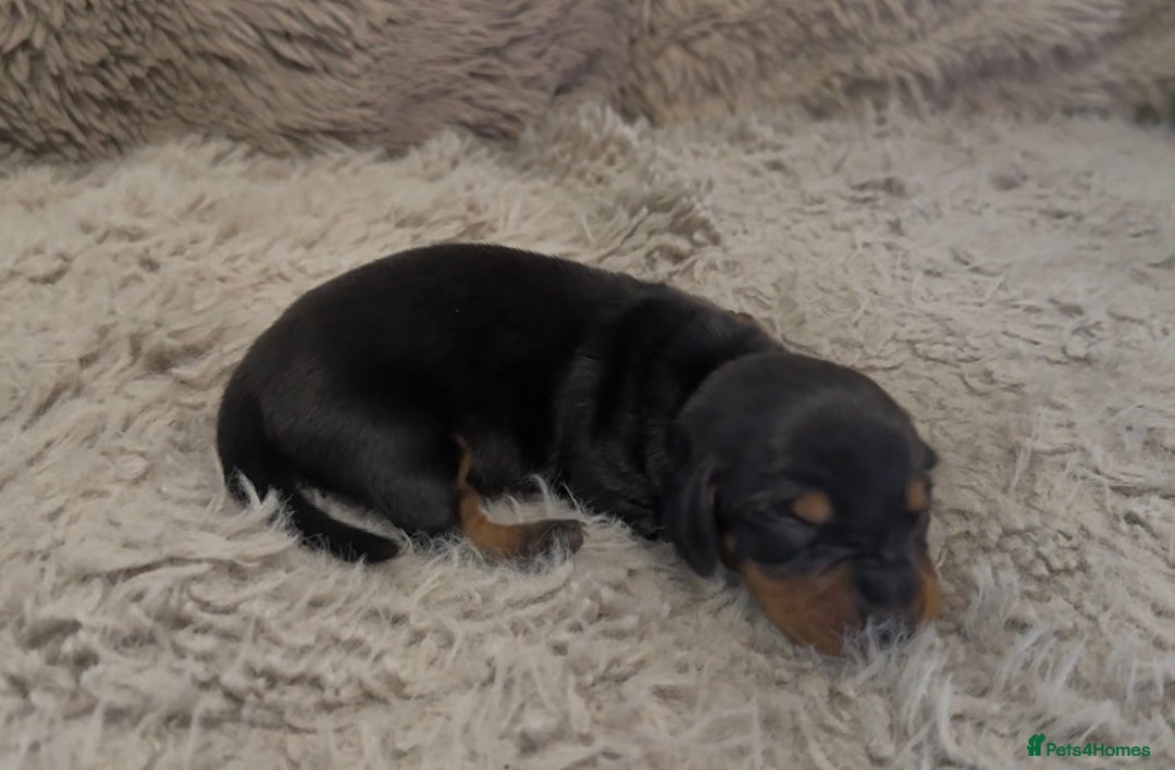 Miniature Dachshund dogs for sale: Beutiful mini dachshund pups  - Advert 8