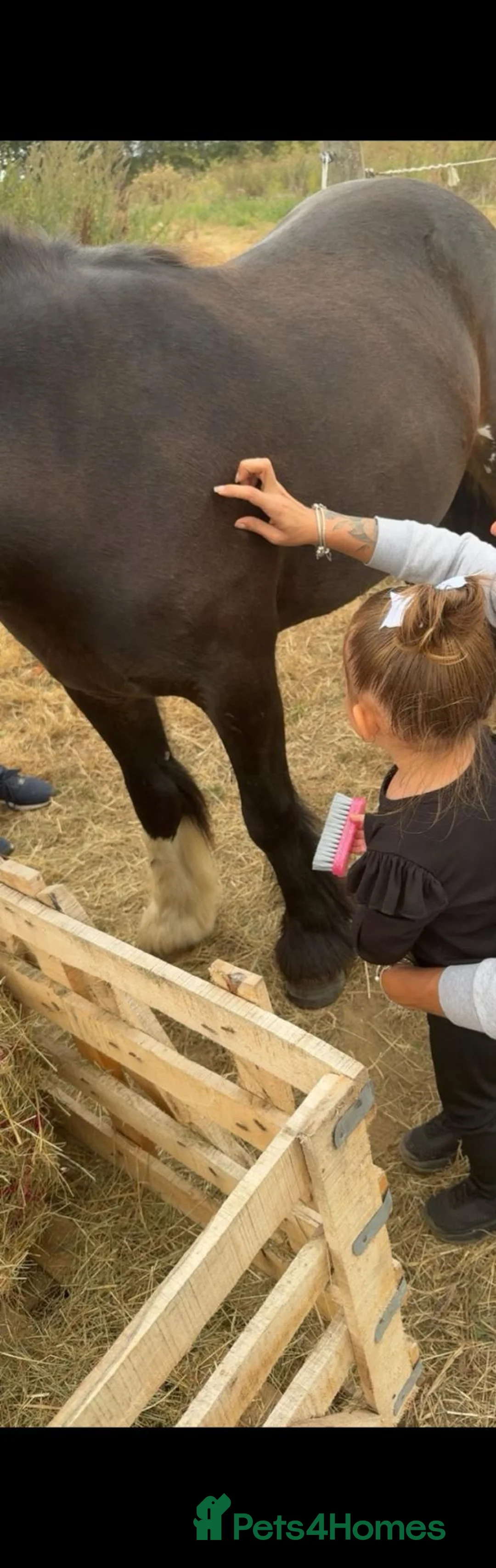 Irish Cob horses for sale: Cece  - Advert 2