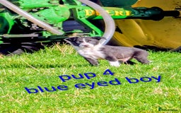 Border Collie dogs for sale: Farm bred collie pups - Image 6