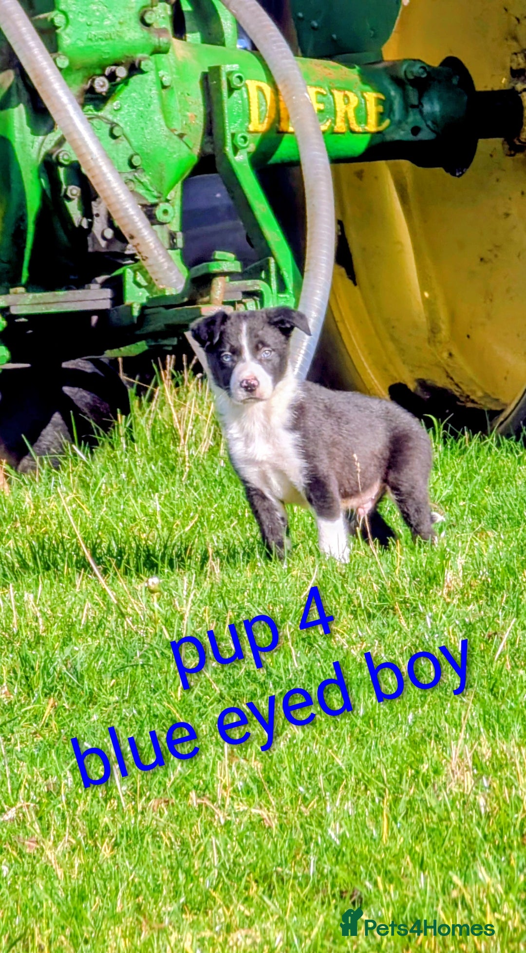 Border Collie dogs for sale: Farm bred collie pups - Image 6