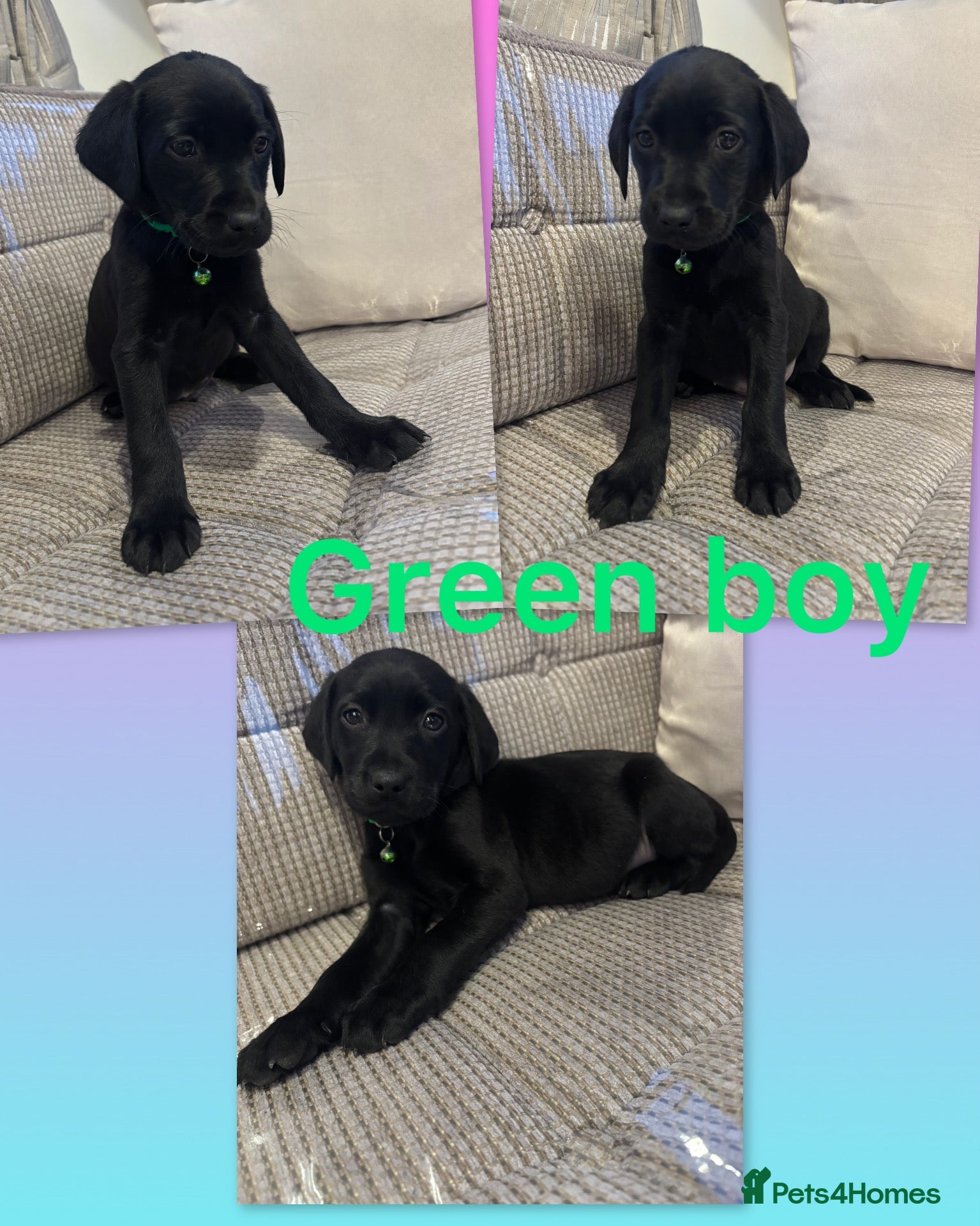 Labrador Retriever dogs for sale: ⭐️KC Registered Labrador Retrievers⭐️ - Advert 1