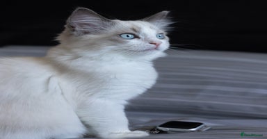 Ragdoll cats - Advert 3