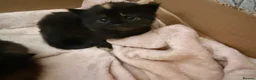 Mixed Breed cats for sale: 3 beautiful female kittens  - Advert 10