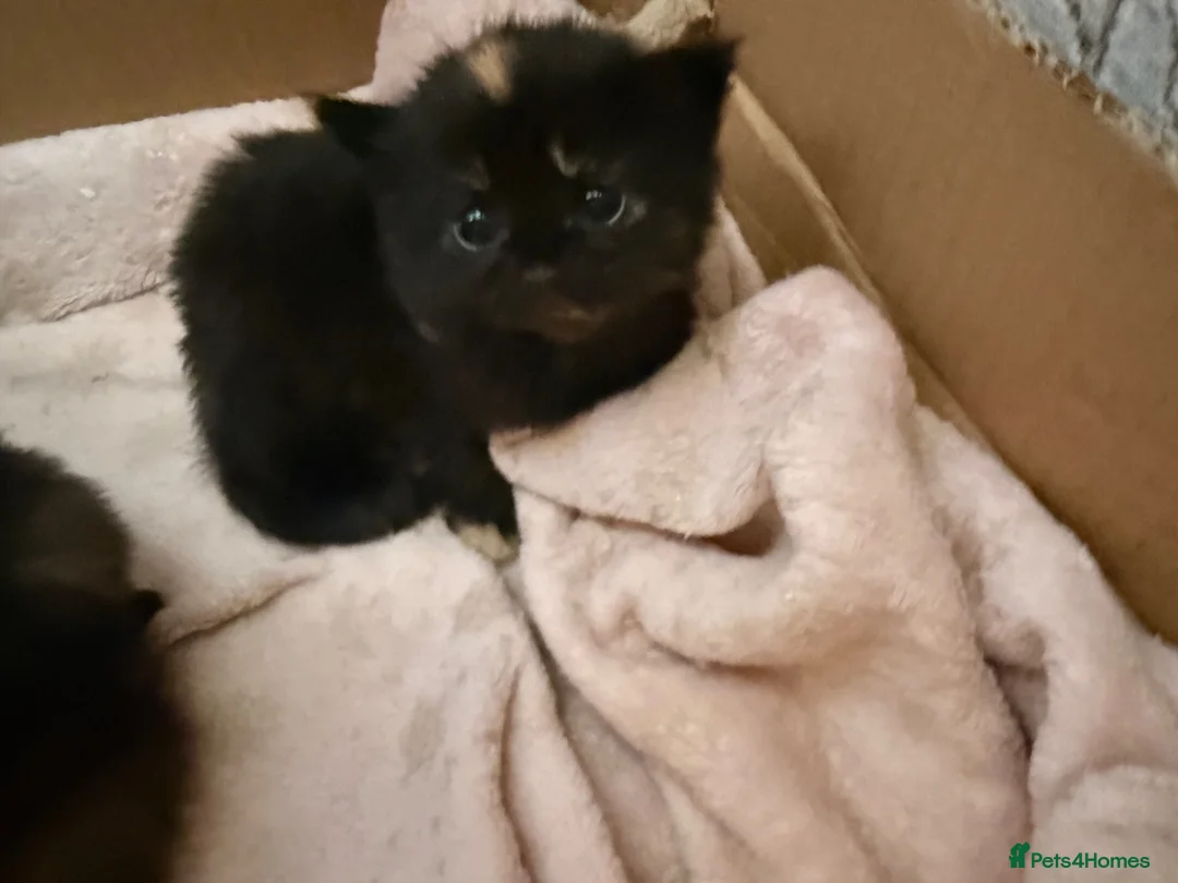 Mixed Breed cats for sale: 3 beautiful female kittens  - Advert 10