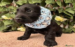 Cocker Spaniel dogs for sale: Last beautiful boy ! import line show cockers - Image 27