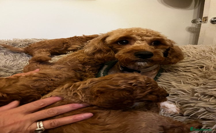 Cavapoo dogs - Advert 1