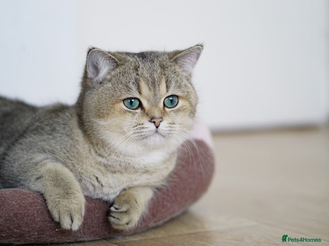 British Shorthair cats for sale: BSH reg kittens, Silver & Gold - Advert 4